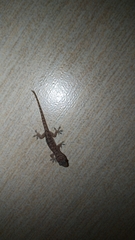 Gekko