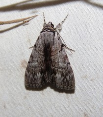 Catocala gracilis