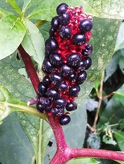Phytolacca japonica