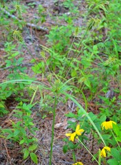 Cyperus retrofractus