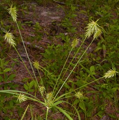 Cyperus retrofractus