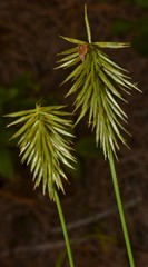 Cyperus retrofractus