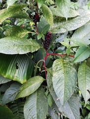 Phytolacca japonica