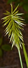 Cyperus retrofractus
