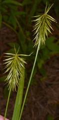 Cyperus retrofractus