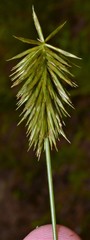 Cyperus retrofractus
