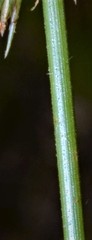 Cyperus retrofractus