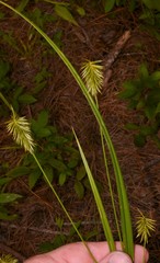 Cyperus retrofractus