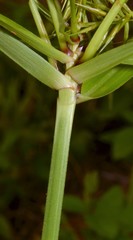 Cyperus retrofractus