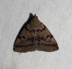 Zanclognatha dentata