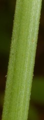 Cyperus retrofractus