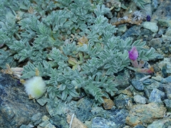 Astragalus purshii lectulus