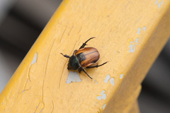 Anisoplia austriaca