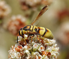 Euodynerus hidalgo viereckii