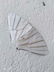 Urapteroides astheniata