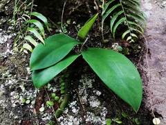 Rhaphidophora hongkongensis