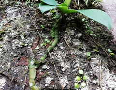 Rhaphidophora hongkongensis