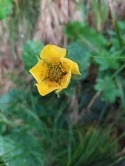 Geum montanum