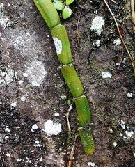 Rhaphidophora hongkongensis