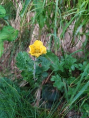 Geum montanum