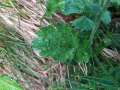 Geum montanum