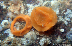 Aldisa sanguinea