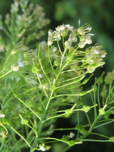 Heart-podded Hoary Cress