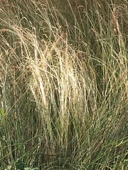 Poaceae