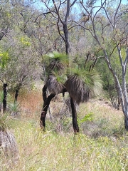 Xanthorrhoea glauca