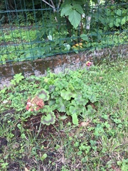 Pelargonium × hybridum