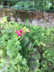 Pelargonium × hybridum