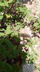 Spiraea beauverdiana