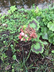 Pelargonium × hybridum