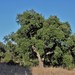 Quercus suber - Photo (c) Felipe Castilla Lattke, μερικά δικαιώματα διατηρούνται (CC BY-NC), uploaded by Felipe Castilla Lattke
