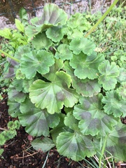 Pelargonium × hybridum