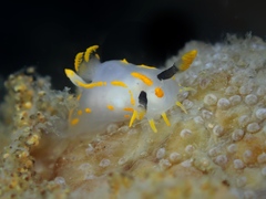 Polycera quadrilineata