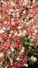 Micranthes punctata