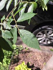 Ulmus americana