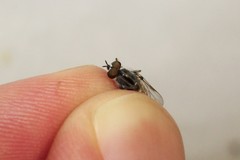 Ozodiceromyia notata