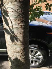 Ulmus americana