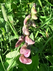 Lathyrus sylvestris