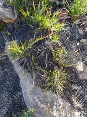 Allocasuarina nana