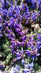 Dracocephalum palmatum