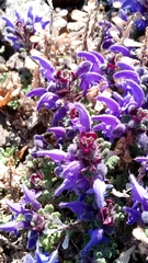 Dracocephalum palmatum