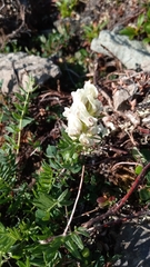 Astragalus inopinatus
