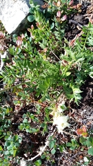 Astragalus inopinatus