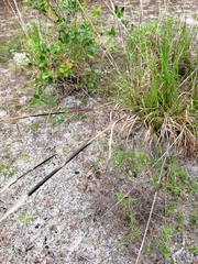 Andropogon brachystachyus