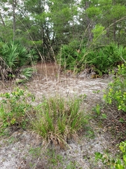 Andropogon brachystachyus