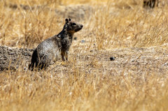 Otospermophilus beecheyi