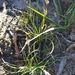 Hairy Bog-Rush - Photo (c) BMRM Ecological Surveys, some rights reserved (CC BY-NC), uploaded by BMRM Ecological Surveys